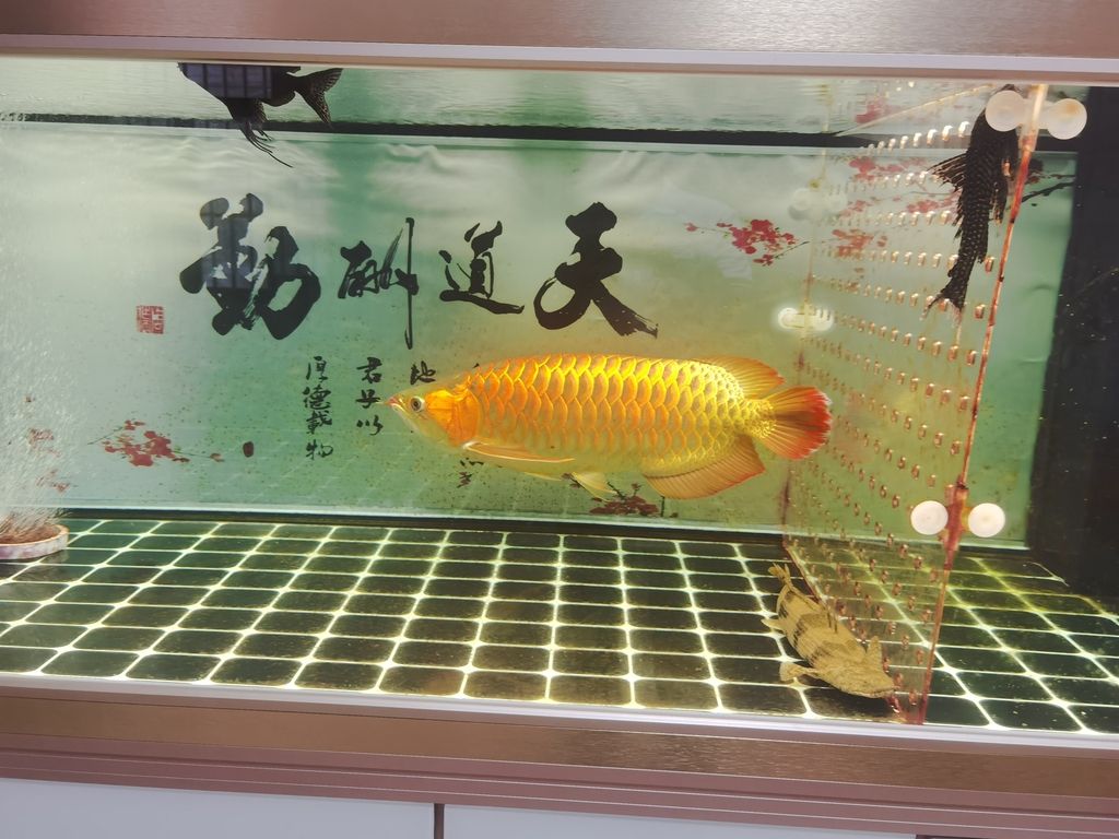 天津市靜海縣晨雨軒水族店（天津市靜?？h晨雨軒水族店經(jīng)營產(chǎn)品：水族箱及配件、水族用品） 觀賞魚論壇