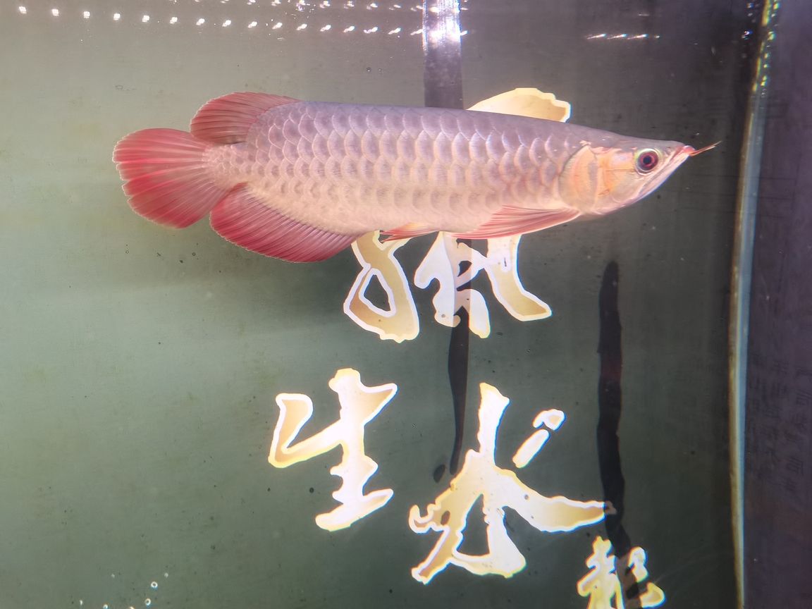 襄垣縣侯堡鴻魚(yú)軒水族館（襄垣侯堡鴻魚(yú)軒水族館）