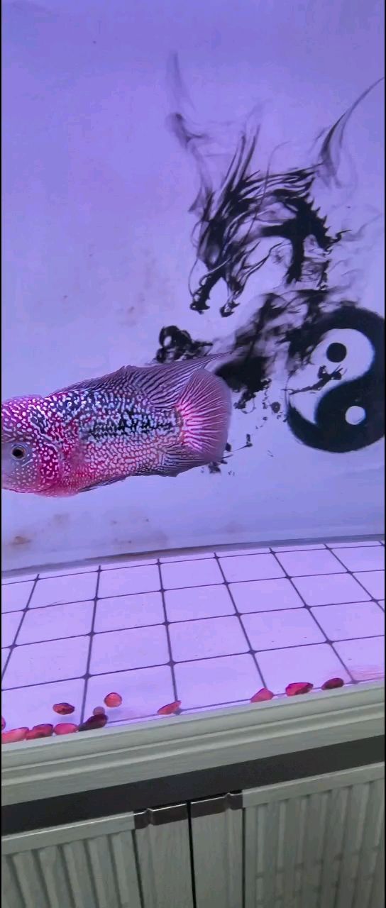 水龍魚刺多嗎（水龍魚的刺多嗎？）