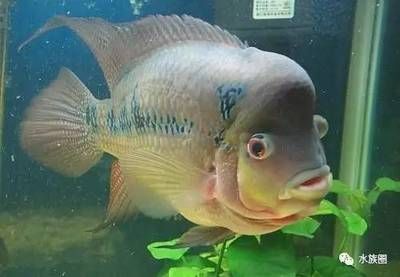 萊陽市雨軒水族館（煙臺市萊陽市雨軒水族館） 全國觀賞魚市場