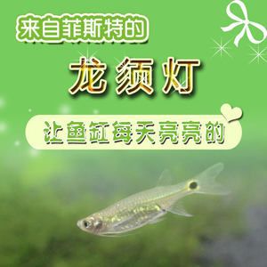 紅龍魚必須用專用燈嗎（紅龍魚專用燈對(duì)于紅龍魚的選擇和使用至關(guān)重要和使用） 龍魚百科 第4張