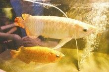 紅龍魚多大才算成年魚：紅龍魚多大成年？ 龍魚百科 第4張