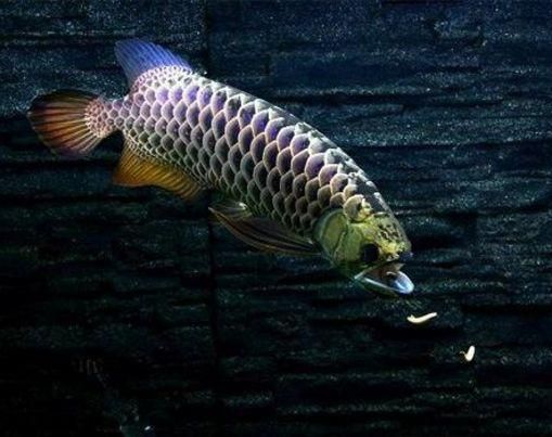 紅龍魚多大才算成年魚：紅龍魚多大成年？ 龍魚百科 第1張