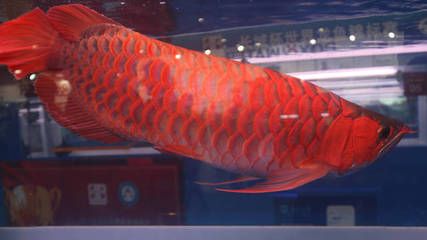 紅龍魚一年長多少厘米：紅龍魚一年可以長15-20厘米不過需要注意的是