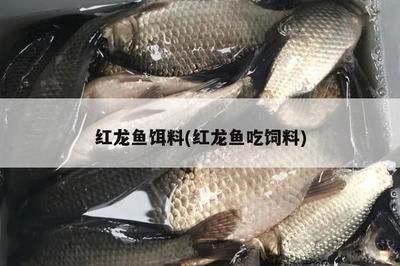 紅龍魚飼料比喂泥鰍好嗎：紅龍魚的飼料和泥鰍的飼養(yǎng)方法 龍魚百科 第2張