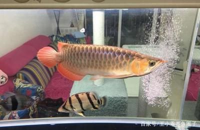 紅龍魚魚缸70寬夠用嗎：紅龍魚魚缸寬度多大合適？ 龍魚百科 第3張