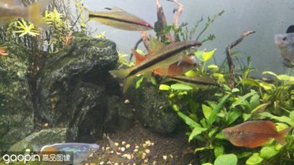 紅龍魚魚缸70寬夠用嗎：紅龍魚魚缸寬度多大合適？ 龍魚百科 第2張