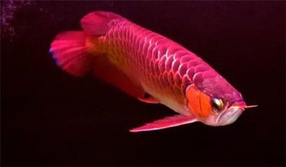 紅龍魚(yú)鱗片怎么分排：如何判斷紅龍魚(yú)鱗片分排？