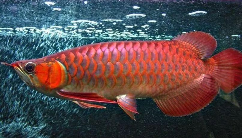 紅龍魚(yú)鱗片怎么分排：如何判斷紅龍魚(yú)鱗片分排？