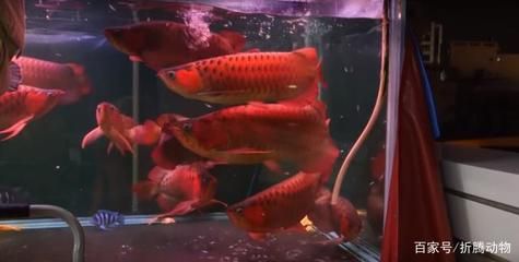 紅龍魚死了可以吃嗎：紅龍魚死了可以吃嗎？