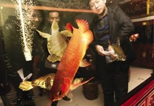 紅龍魚和孔雀龍混養(yǎng)技巧：混養(yǎng)紅龍魚和孔雀龍的注意事項(xiàng) 龍魚百科 第2張