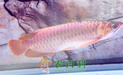 紅龍魚吃不下了要不要撈出來(lái)：補(bǔ)充信息的方法