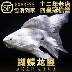 紅龍魚(yú)能和蝴蝶鯉混養(yǎng)嗎：混養(yǎng)紅龍魚(yú)和蝴蝶鯉的注意事項(xiàng) 龍魚(yú)百科