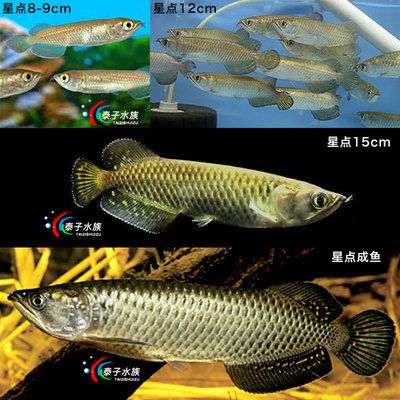 紅龍魚(yú)和號(hào)半魚(yú)的區(qū)別：號(hào)半魚(yú)的生活習(xí)性