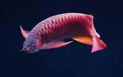 紅龍魚為什么水溫高：紅龍魚水溫過高怎么辦 龍魚百科 第4張