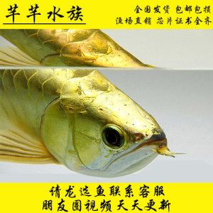 紅龍魚分過背和高背嗎：如何辨別紅龍魚過背和高背 龍魚百科 第4張