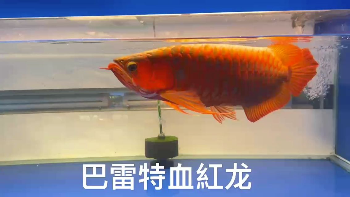 觀賞魚：巴雷特血紅龍,小伙不帥_人見人愛 觀賞魚論壇