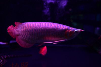 紅龍魚晚上需要開夜燈嗎：紅龍魚晚上是否需要開夜燈，養(yǎng)魚人士有不同的看法和實踐方式