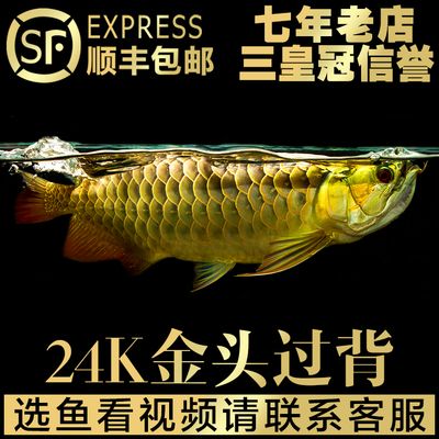 紅龍魚七年相當(dāng)于多少歲：如何判斷紅龍魚的年齡？ 龍魚百科 第1張