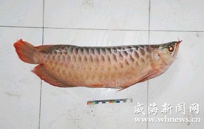 紅龍魚死是什么意思：如何判斷紅龍魚是否死亡 龍魚百科 第4張