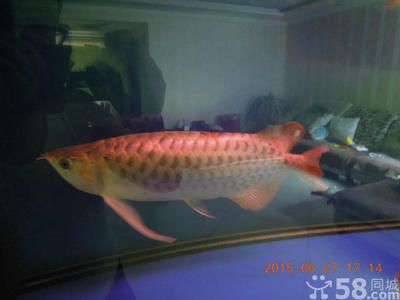 紅龍魚50公分多少錢：50公分紅龍魚價格存在明顯差異明顯存在明顯差異 龍魚百科 第1張