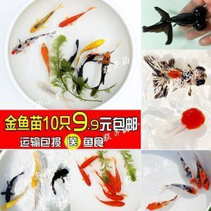 紅龍魚(yú)吃鯽魚(yú)吧：紅龍魚(yú)吃鯽魚(yú)的注意事項(xiàng) 龍魚(yú)百科 第2張