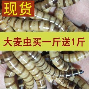 紅龍魚喂大麥蟲好嗎怎么喂：大麥蟲對(duì)龍魚有一定的營(yíng)養(yǎng)價(jià)值