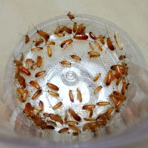 紅龍魚喂大麥蟲好嗎怎么喂：大麥蟲對龍魚有一定的營養(yǎng)價值 龍魚百科 第4張