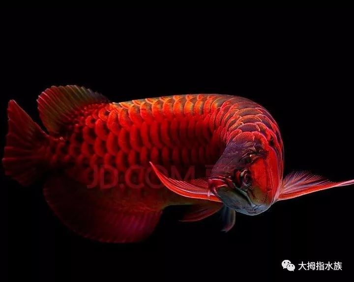 紅龍魚動態(tài)壁紙：優(yōu)質(zhì)紅龍魚動態(tài)壁紙推薦