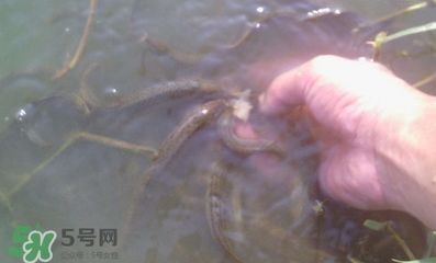 紅龍魚吃了2周泥鰍寄生蟲會(huì)死嗎：紅龍魚吃泥鰍感染寄生蟲會(huì)出現(xiàn)以下癥狀 龍魚百科 第2張