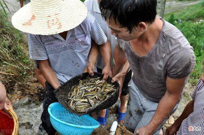 紅龍魚吃了2周泥鰍寄生蟲會(huì)死嗎：紅龍魚吃泥鰍感染寄生蟲會(huì)出現(xiàn)以下癥狀 龍魚百科 第4張