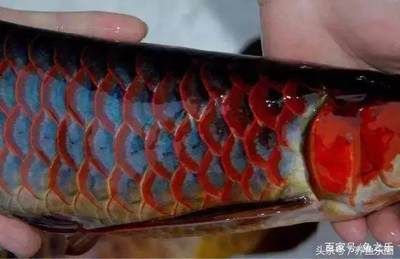 紅龍魚有必要上側燈嗎：紅龍魚上側燈的作用 龍魚百科 第2張