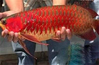 紅龍魚多大繁殖最好：如何判斷紅龍魚是否適合繁殖 龍魚百科 第1張