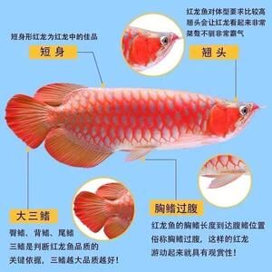 紅龍魚幼苗3個月能長多長：3個月大的紅龍魚生長速度會增加多少？ 龍魚百科 第1張