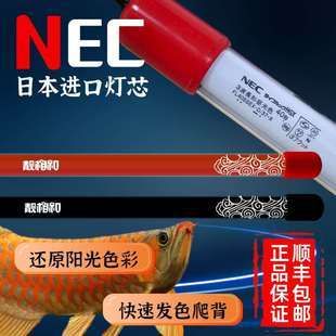 紅龍魚用飛利浦燈管和nec燈管哪個好：飛利浦燈管和nec燈管哪個好 龍魚百科 第1張