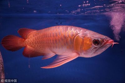 紅龍魚水族箱可以繁殖嗎？：如何判斷紅龍魚在水族箱中能否繁殖 龍魚百科 第4張