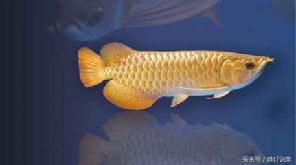 紅龍魚一年能長大多少：紅龍魚一年可以長15-20厘米，但需要注意什么