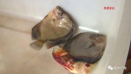 紅龍魚死了預示著什么：紅龍魚死亡與運勢的關(guān)系