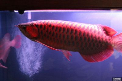 紅龍魚(yú)的價(jià)格是多少：紅龍魚(yú)價(jià)格波動(dòng)較大，曾出現(xiàn)標(biāo)價(jià)268萬(wàn)元的紅龍魚(yú)