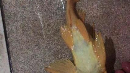 紅龍魚吞了女王會(huì)死嗎：紅龍魚吞食其他魚類可以采取以下措施