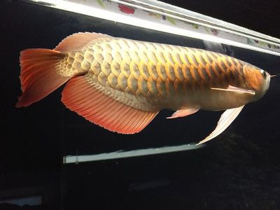 紅龍魚黑背怎么回事：補(bǔ)充信息的方法 龍魚百科 第4張