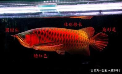 紅龍魚沉尾是怎么回事：紅龍魚沉尾可能由以下多種原因?qū)е录t龍魚沉尾的癥狀 龍魚百科 第3張