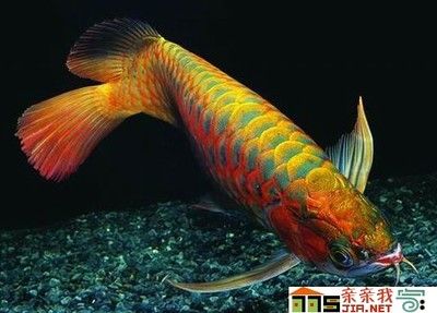 紅龍魚一條多少錢：紅龍魚價格從幾百元到數(shù)萬元不等， 龍魚百科 第4張