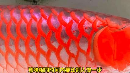 紅龍魚缸用開燈嗎：紅龍魚缸開燈具有多方面的重要作用,紅龍魚缸開燈具有多方面的作用 龍魚百科 第1張