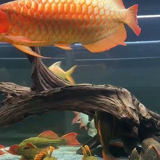 紅龍魚缸用開燈嗎：紅龍魚缸開燈具有多方面的重要作用,紅龍魚缸開燈具有多方面的作用 龍魚百科 第4張