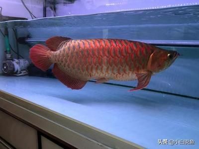 紅龍魚幾年長到60公分：紅龍魚長到60公分需要多久？