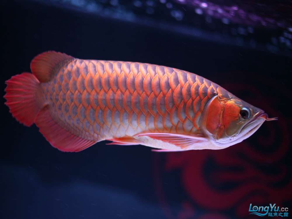 紅龍魚微兜嘴怎么調(diào)理：紅龍魚微兜嘴的調(diào)理方法 龍魚百科 第4張