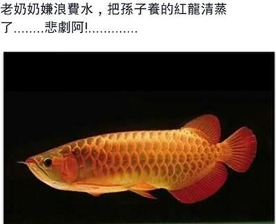 紅龍魚(yú)文案 龍魚(yú)百科 第4張