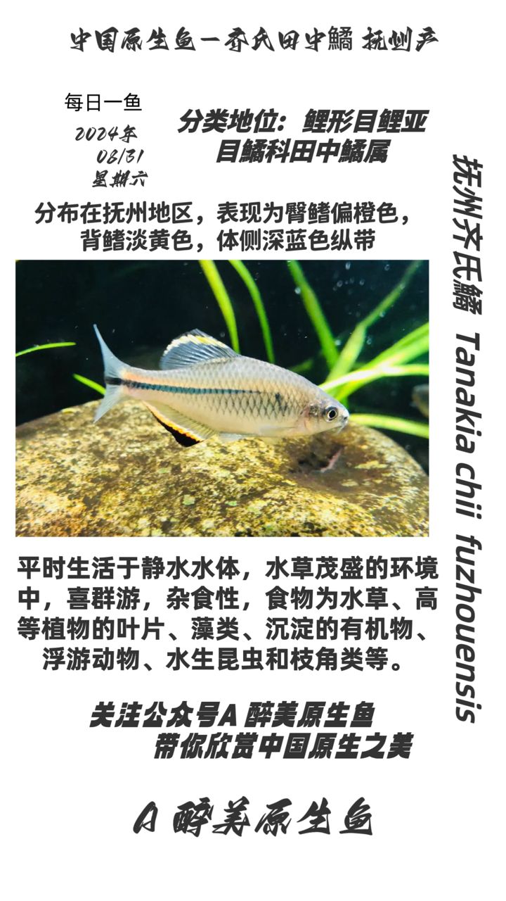 撫州齊氏鱊：分布在撫州 觀賞魚論壇