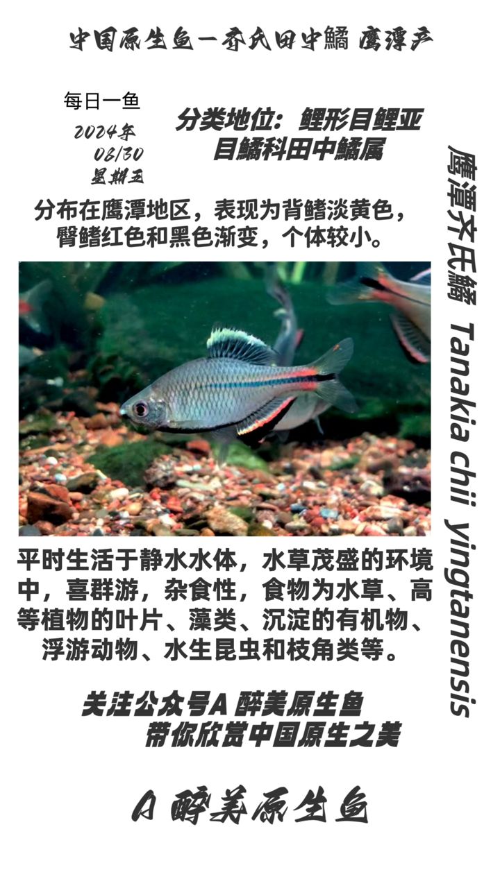 鷹潭齊氏鱊：分布在鷹潭 觀賞魚論壇